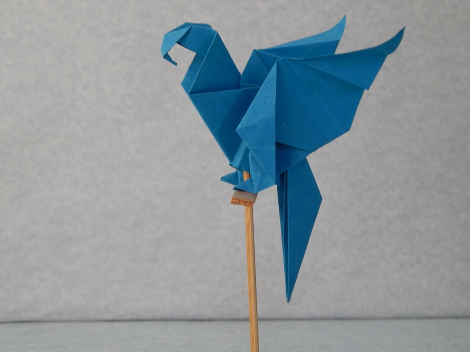 026_Guacamaya