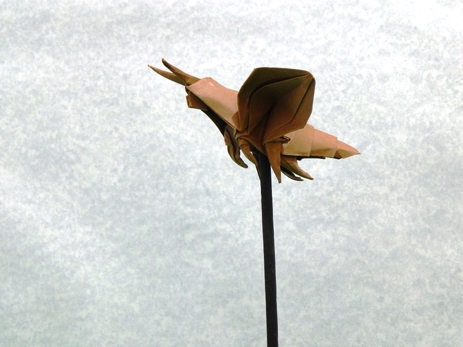 042_Polilla