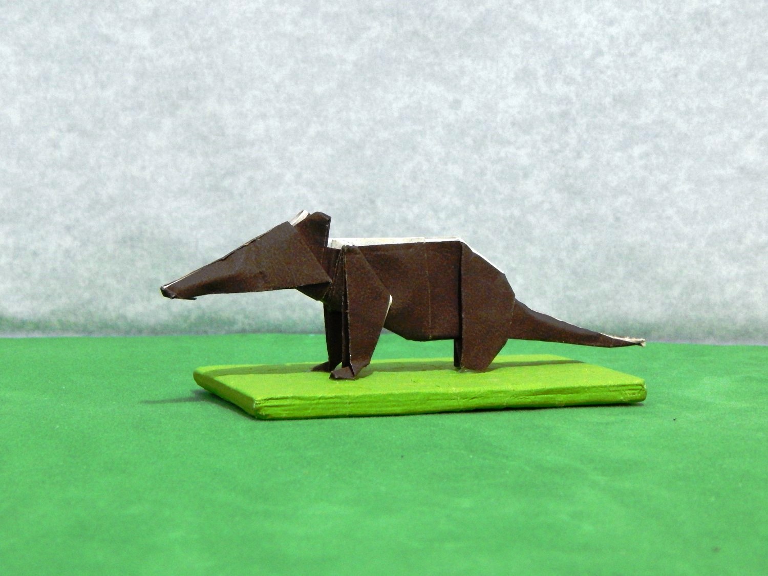 087_Coati